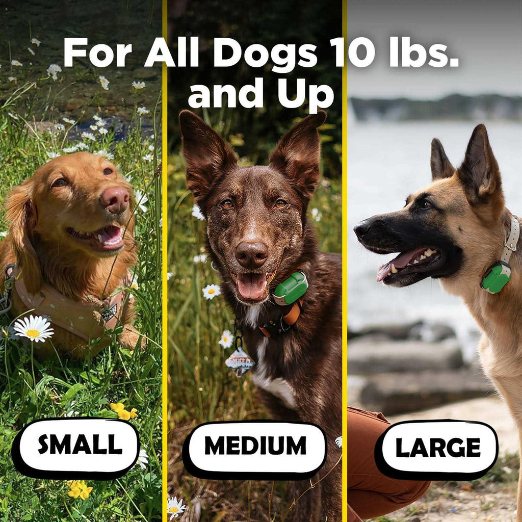 Dog Training Collar W765152