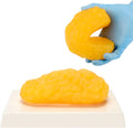 1 lb Human Body Fat Replica Anatomy Model W6039