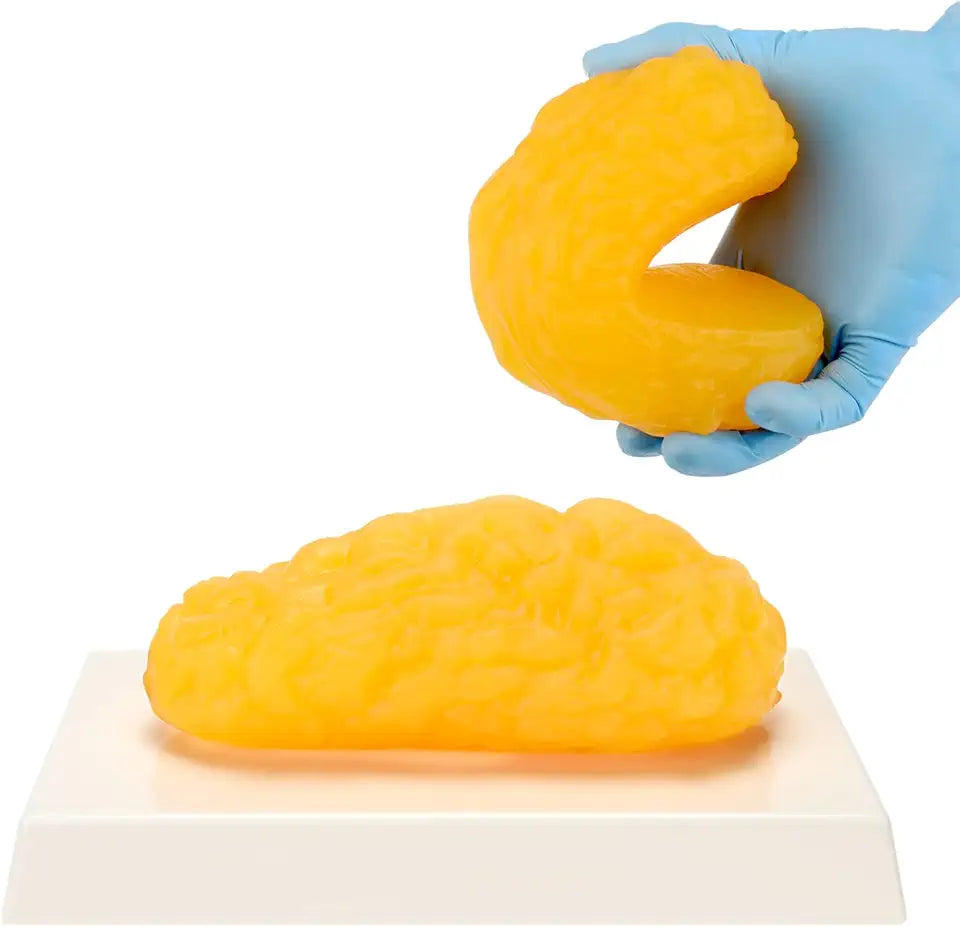 1 lb Human Body Fat Replica Anatomy Model W6039