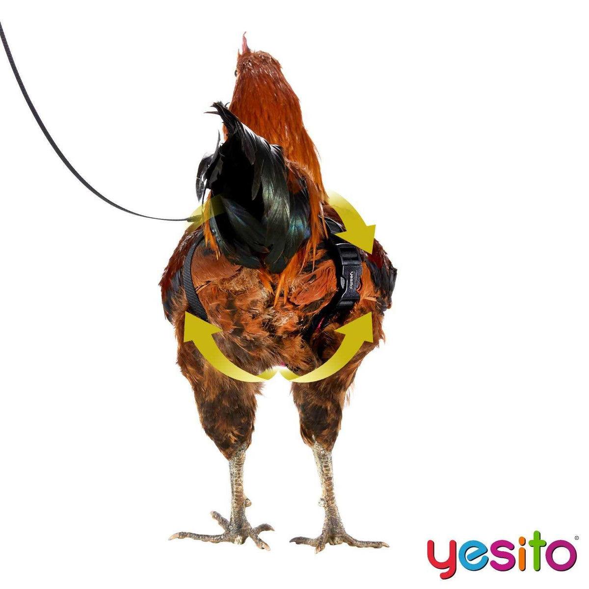 Chicken Harness with 6ft Leash U85966