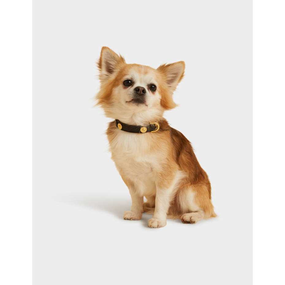 Small Pet Collar S675