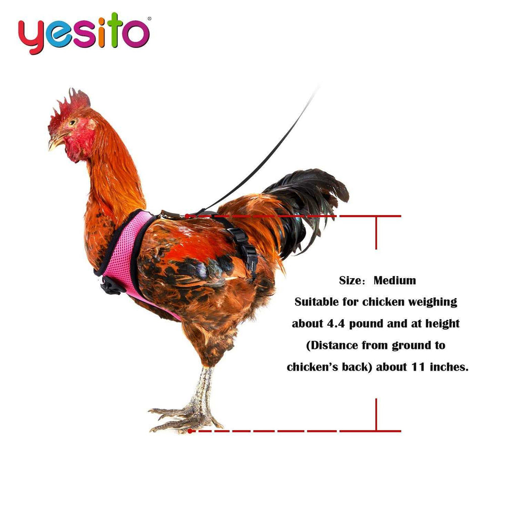 Chicken Harness with 6ft Leash U85966