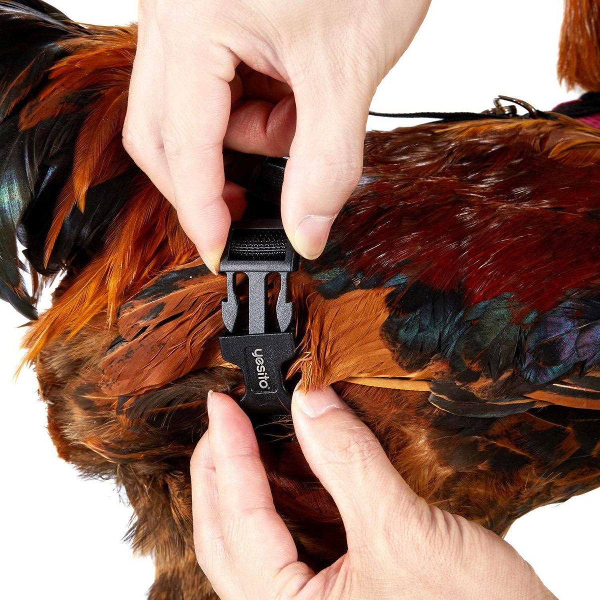 Chicken Harness with 6ft Leash U85966