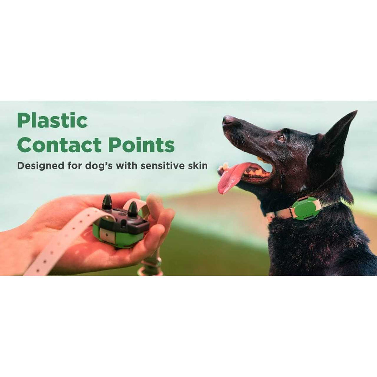Dog Training Collar W765152
