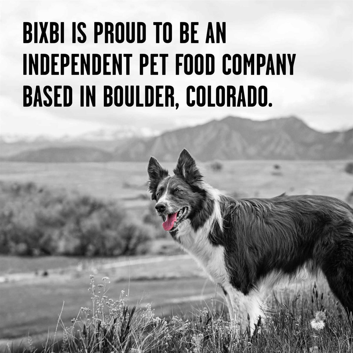 Chicken Freeze-Dried Dog Food H865292