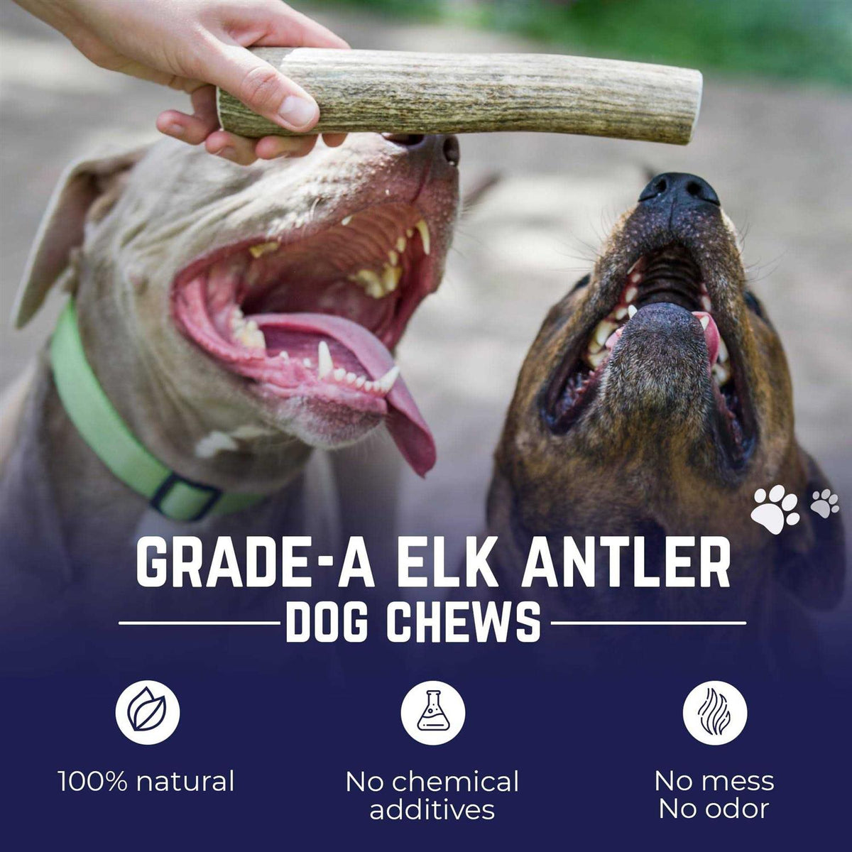 Elk Antler Dog Chew S77237