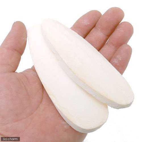 Turtle Bone N6637