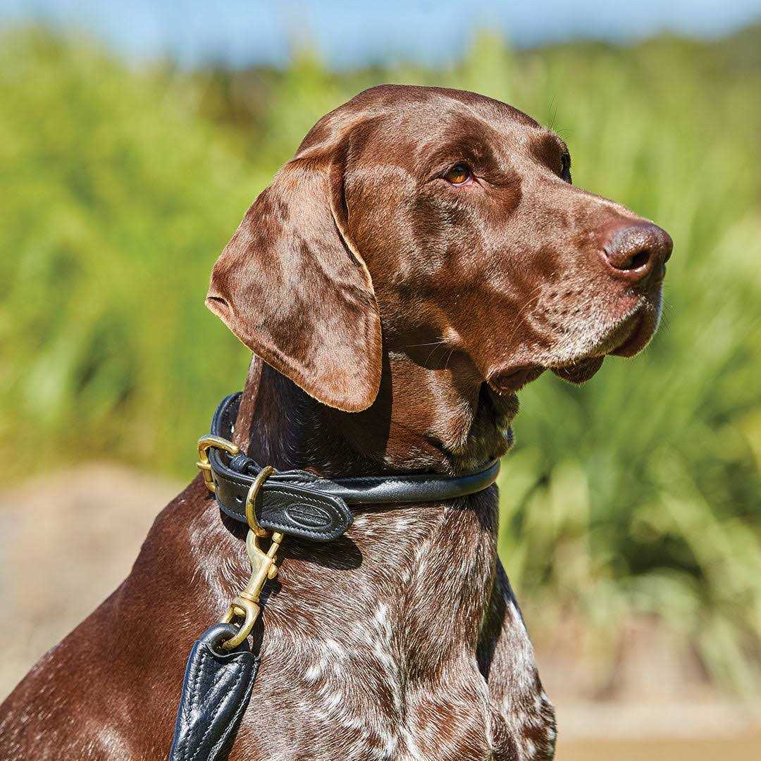 Rolled Leather Dog Collar J816333