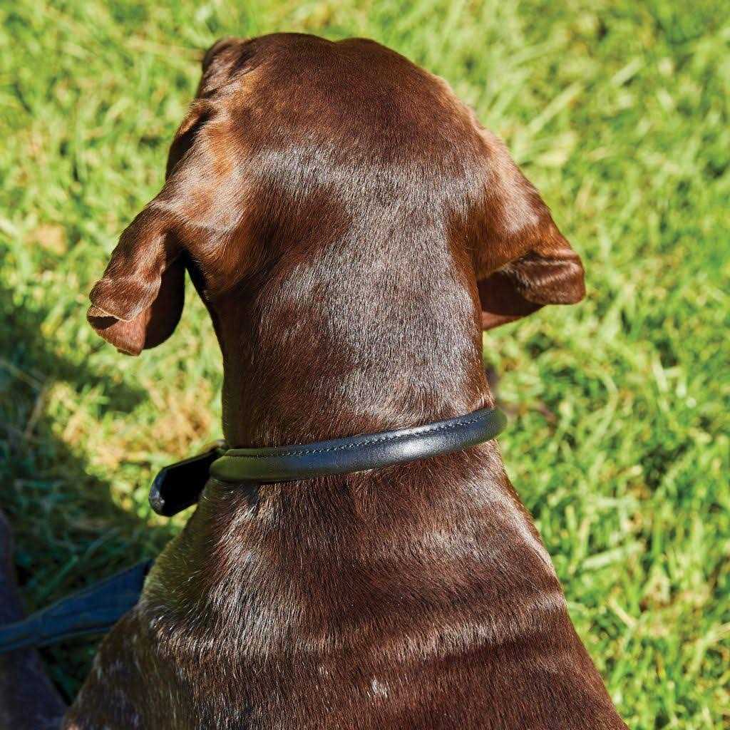Rolled Leather Dog Collar J816333