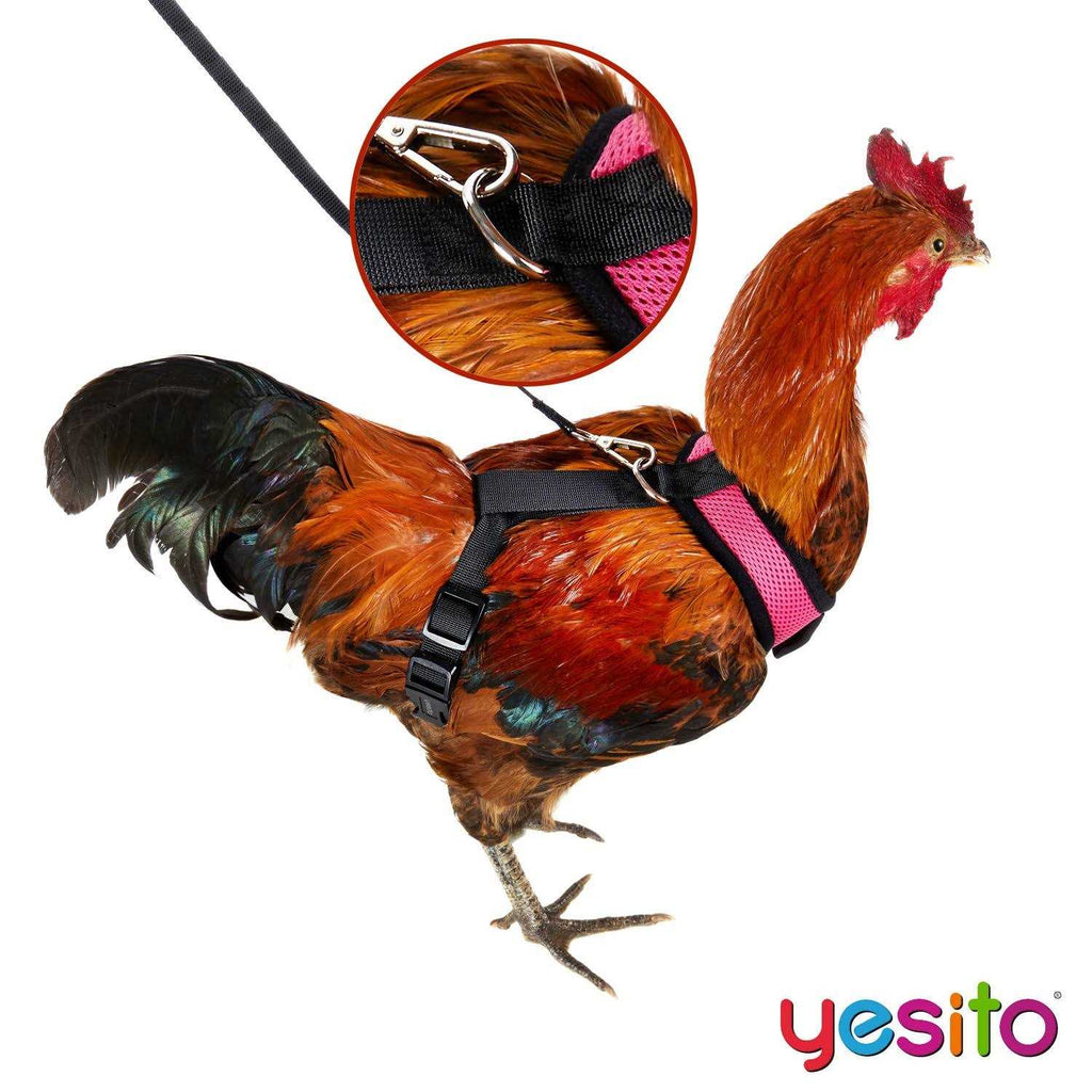 Chicken Harness with 6ft Leash U85966