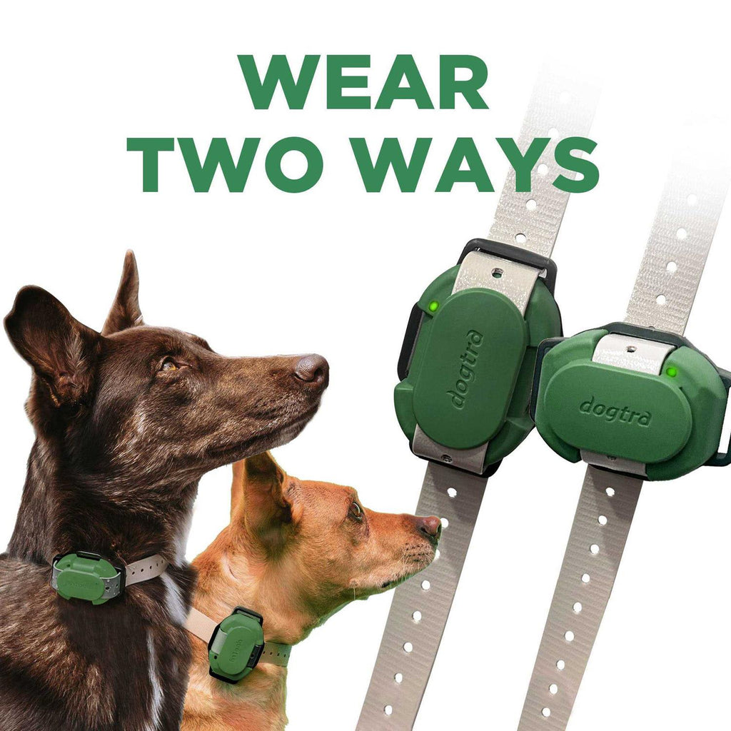 Dog Training Collar W765152