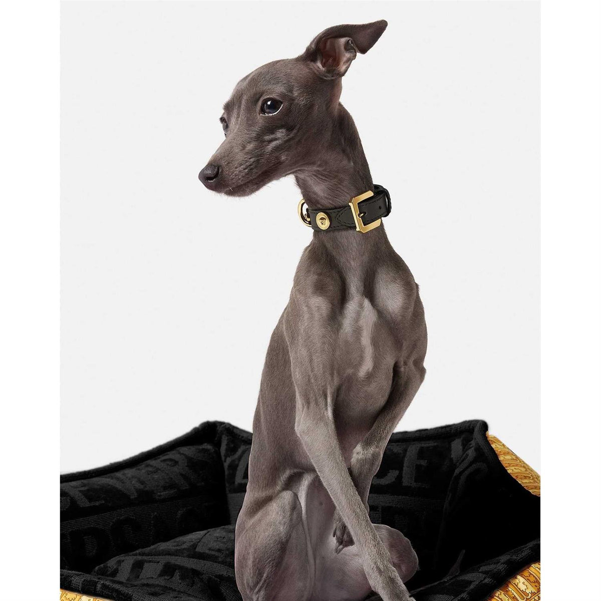 Small Pet Collar S675
